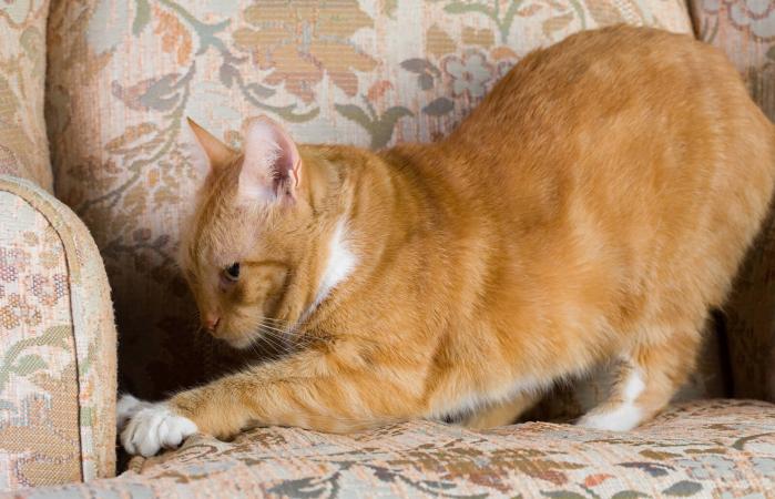 Gato atigrado rascando una silla