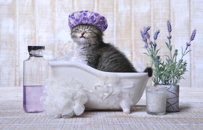 Adorable gatito en una bañera relajante