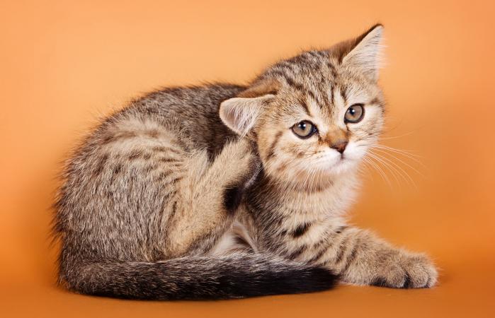 Gatito tabby rascándose la oreja