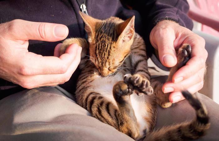 hombre sosteniendo gatito