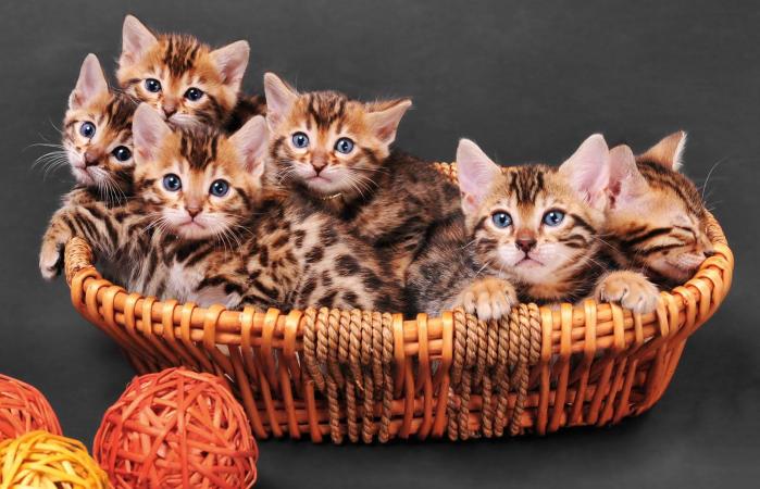 Gatitos Bengala en una cesta