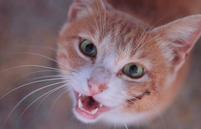 Gato sonriente