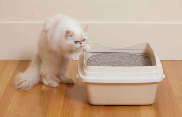 Gato Persa oliendo la caja de arena