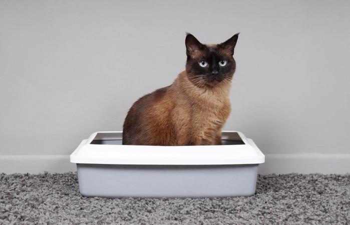 gato sentado en una caja de arena
