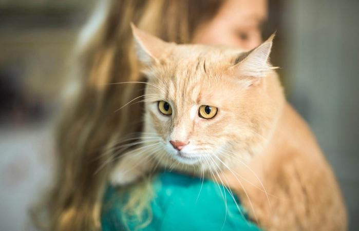 imágenes de gusanos felinos imágenes de gusanos felinos