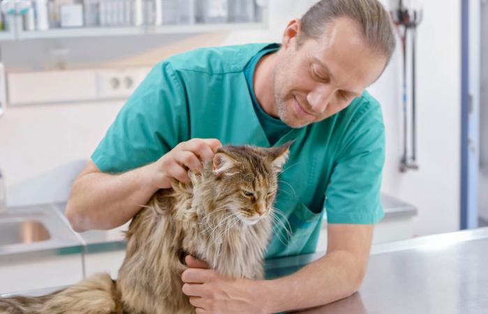 Veterinario acariciando a un gato en mesa de examen