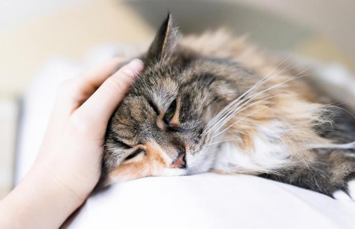 Gato acostado en la cama