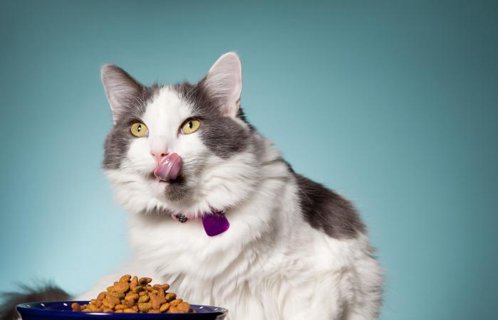 gato comiendo