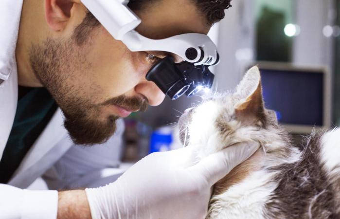 Veterinario examinando al gato
