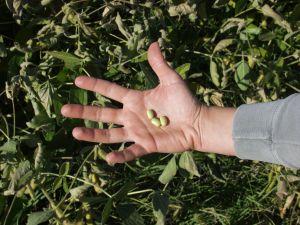 Soybeans in the field