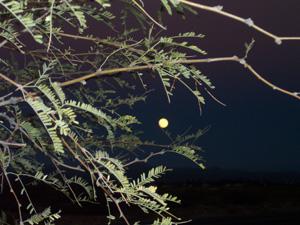 Mesquite tree in moonlight