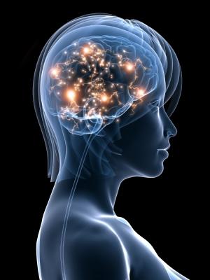 A brain diagram