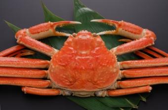 snow crab