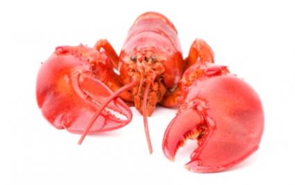Cooked lobster