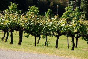 vineyard