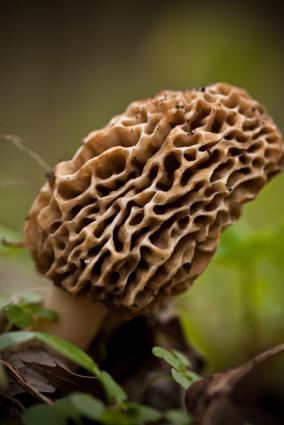 Morel Mushroom Pictures LoveToKnow