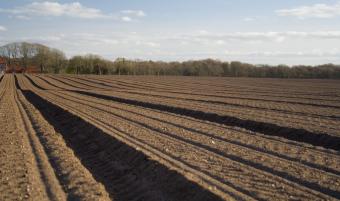 Barren field