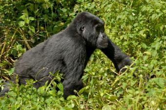 Endangered gorilla roaming