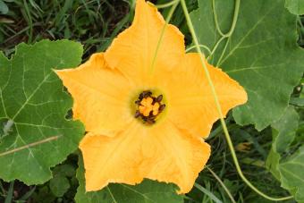 Bees pollinating squash