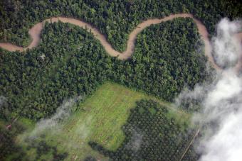 clearing of rainforest for palm plantation