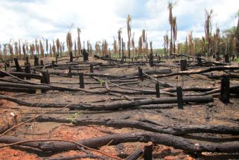 Deforestation in Amazon