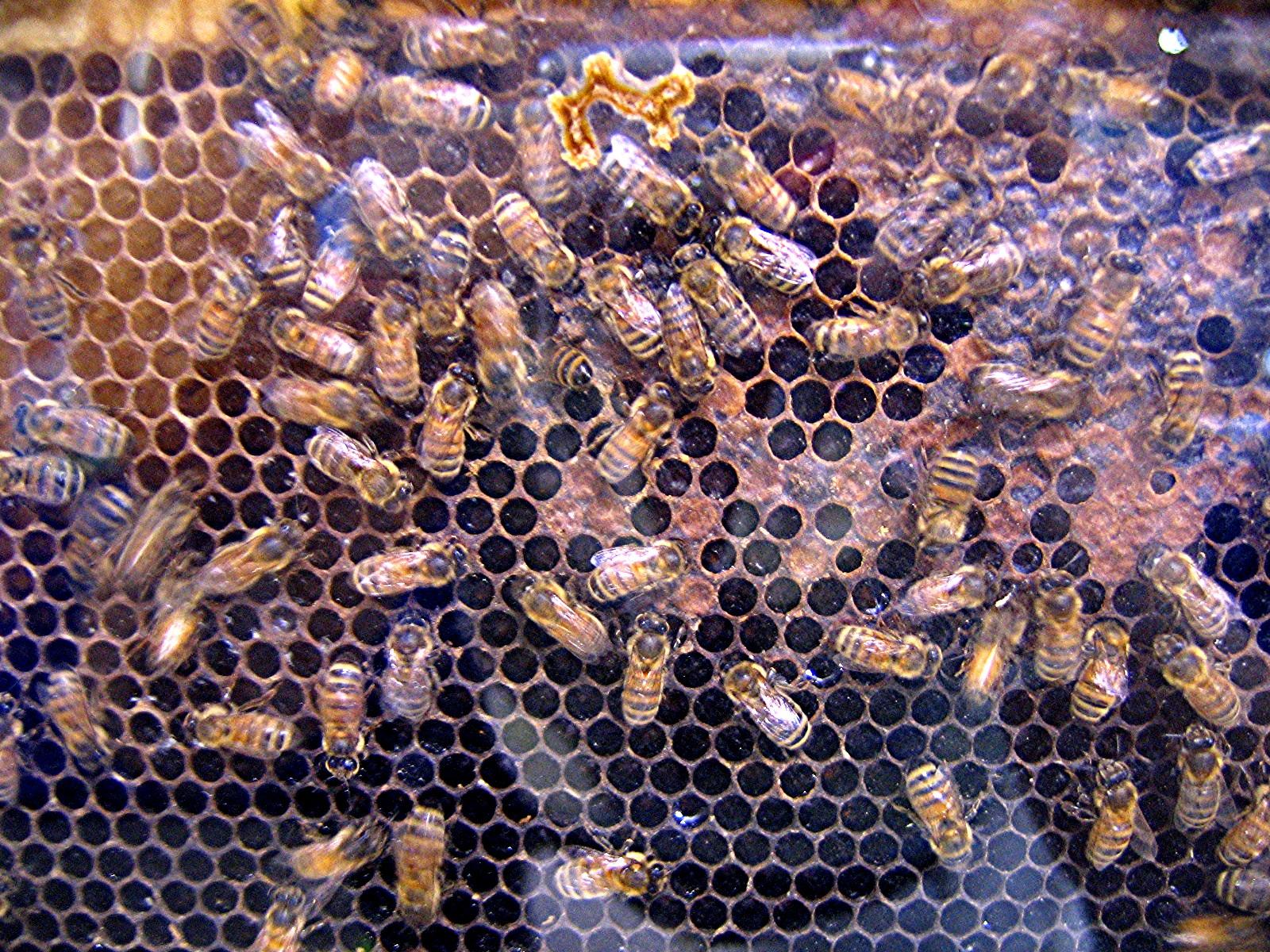 BEES!.jpg