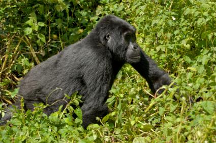 Endangered gorilla roaming