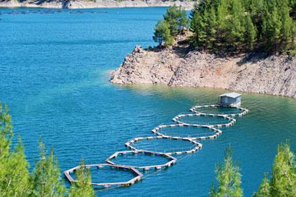 Fish farm with floating cages