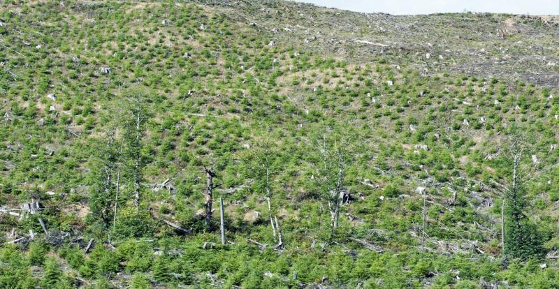 Replanted trees