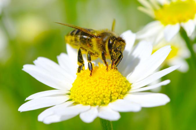 bee on flower