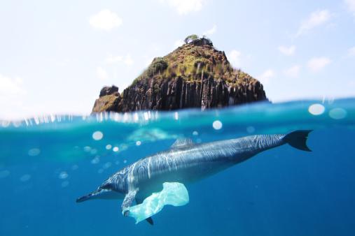 Are Plastic Ping Bags A Problem In Our Environment Lovetoknow Dolphin And Plastic Bag