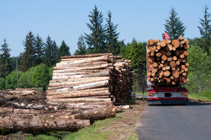 loading logs on to truck