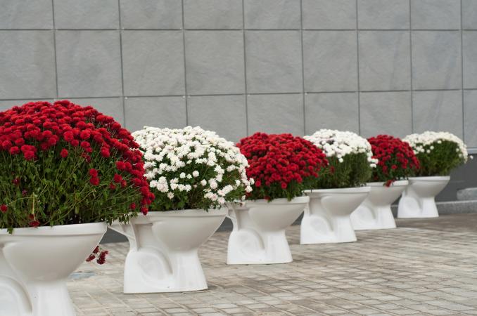 flowers in toilet flowerpots