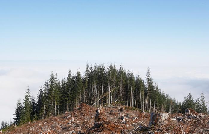 Deforestation