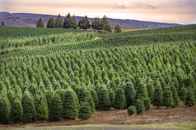 Christmas Tree Farm in central Oregon