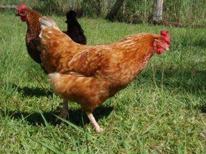 Keep chickens and enjoy freshly laid eggs