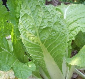 Use compost tea to grow vegetables.