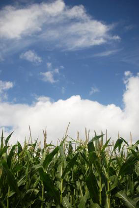 corn