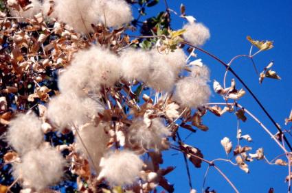A cotton plant