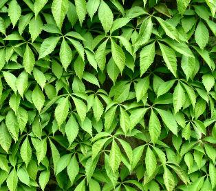 There are many ways to live a more green lifestyle.