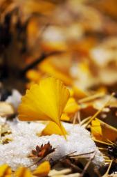leaves for composting in winter