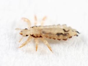 Closeup image of a head lice