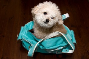 aquarium decorations online