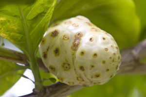 Side Effects To Noni Juice Lovetoknow