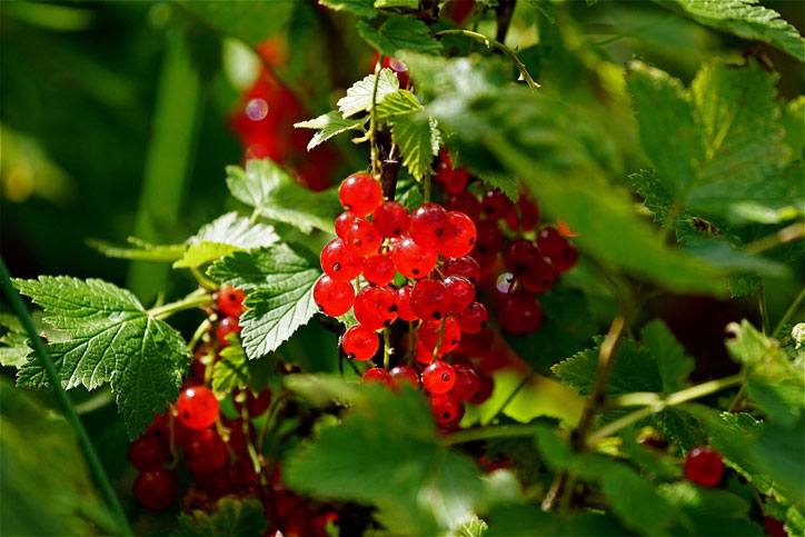 red-currants-on-branch.jpg