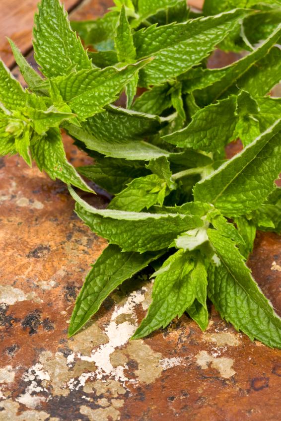 Philippine Herbal Plants And Their Uses