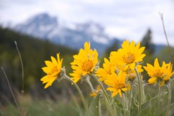 Arnica,homeopathic