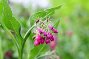 Comfrey Herb