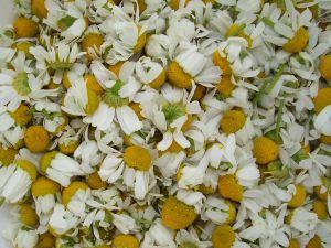 dried chamomile flowers