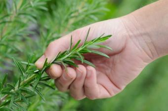 rosemary, plants, herbs